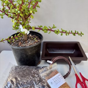 Create your own Bonsai - Spekboom bundle
