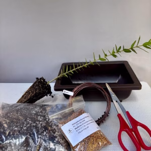 Wild Olive Bonsai bundle