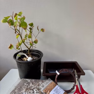 Create your own Bonsai - Celtis bundle