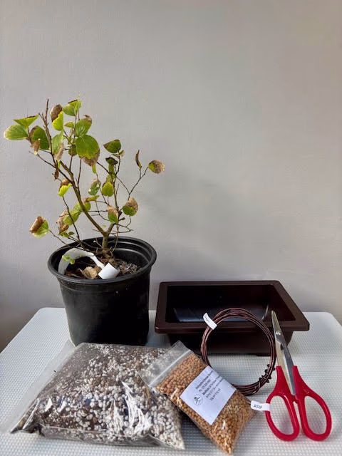 Create your own Bonsai - Celtis bundle