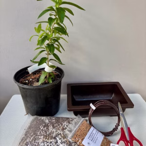 Create your own Bonsai - Kei Apple