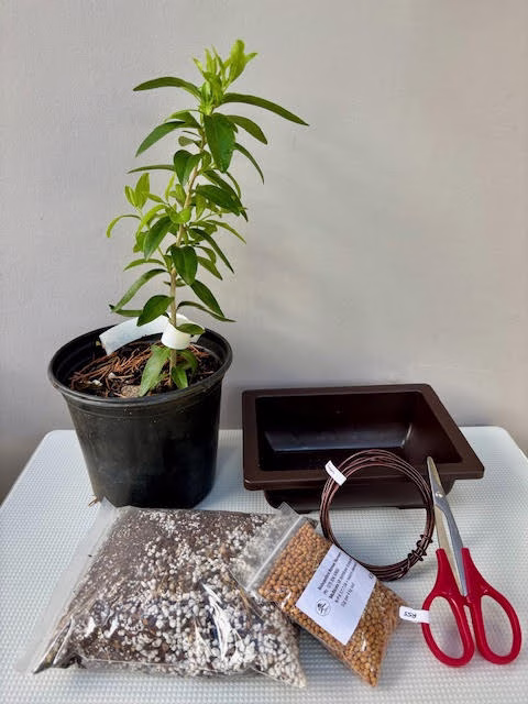 Create your own Bonsai - Kei Apple