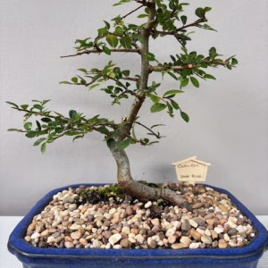 Catlin Elm Bonsai