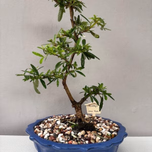 Buddleja saligna Bonsai